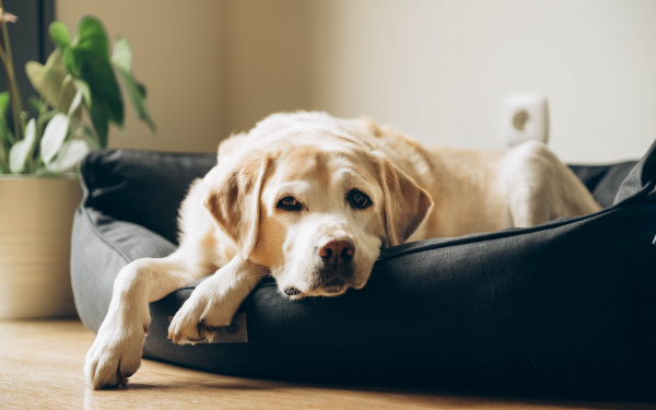 Pijn hond symptomen | EURO PREMIUM
