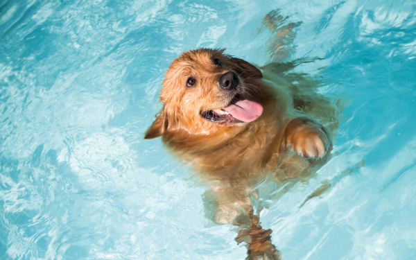 Zwemtips honden | EURO PREMIUM
