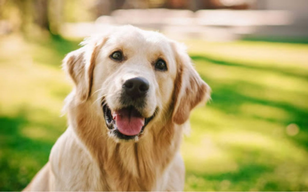 waarom natvoer een slimme keuze is voor je hond