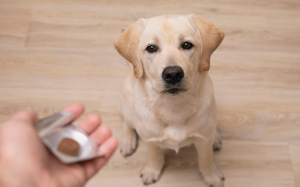ontworming hond | EURO PREMIUM