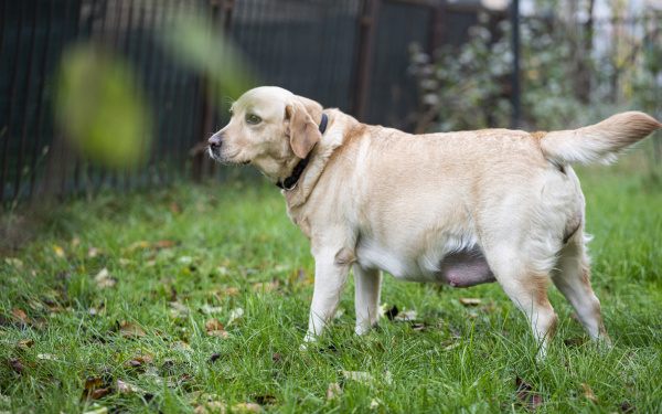 Chienne enceinte | EURO PREMIUM