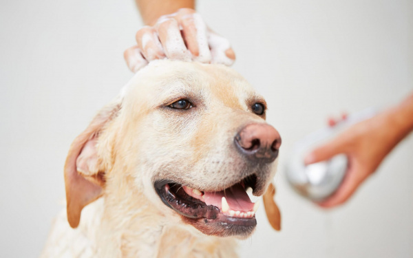 Laver son chien | EURO PREMIUM