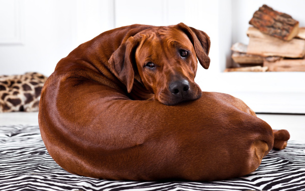 Douleurs lombaires chez les grands chiens