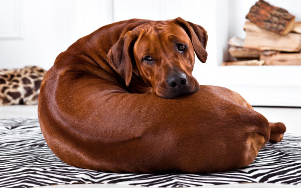 Lage rugklachten bij grote honden