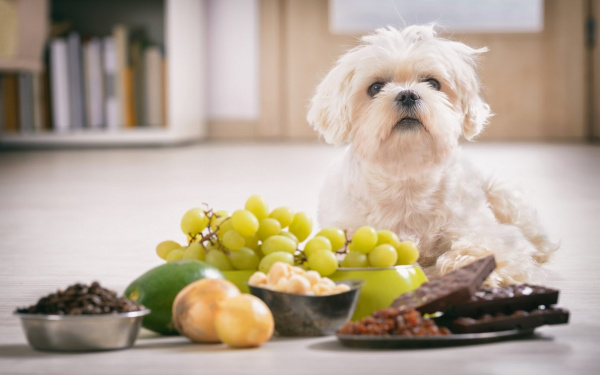 Wat mag mijn hond niet eten? | EURO PREMIUM