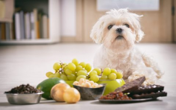 Wat mag mijn hond niet eten? | EURO PREMIUM
