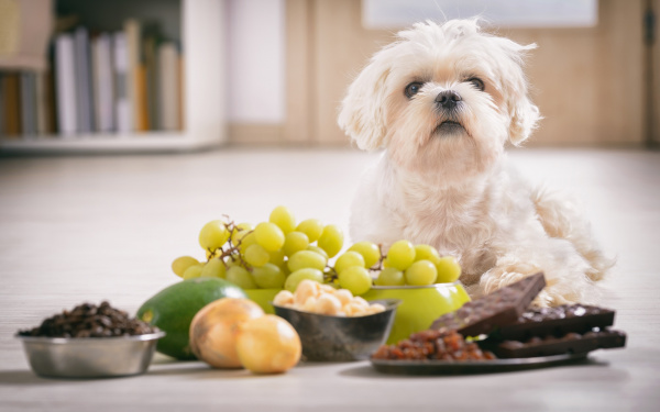 12 autres aliments INTERDITS à votre chien | EURO PREMIUM