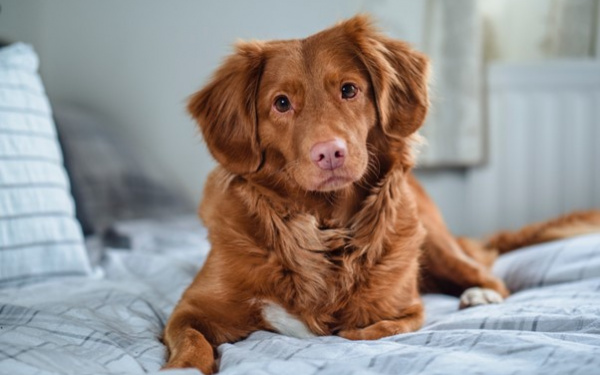 Hond genezen van operatie | EURO PREMIUM