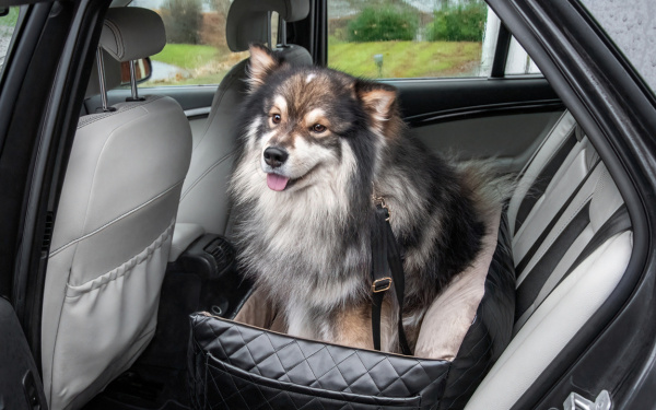 Met je hond op vakantie in Europa