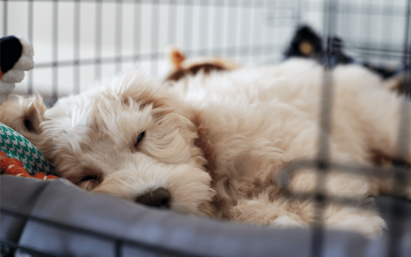 une cage pour votre chien | EURO PREMIUM