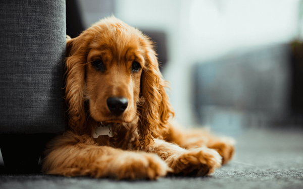 verlatingsangst hond | EURO PREMIUM