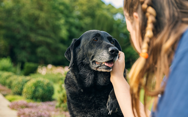 Changements de comportement chez un chien sénior