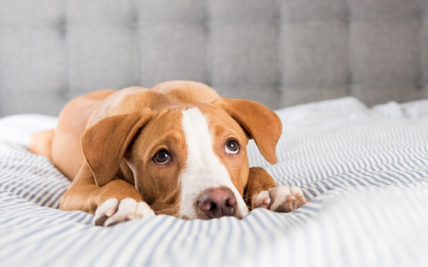 spijsverteringsproblemen hond | EURO PREMIUM