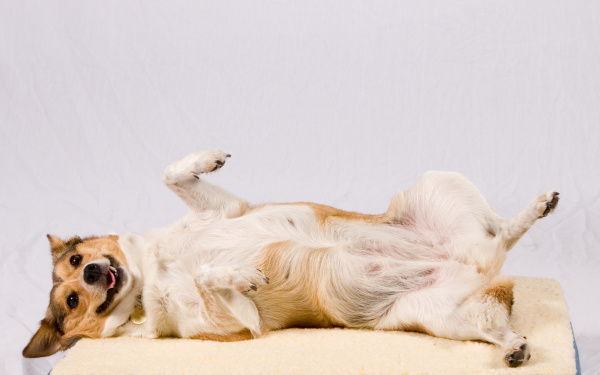 Chien stérilisé : alimentation, poids et conseils santé