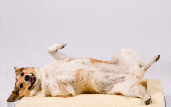 Gesteriliseerde hond helpen