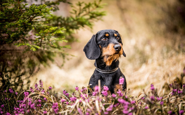 Teckel en gezondheid bij EURO PREMIUM