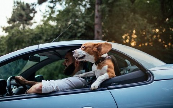op reis met je hond | EURO PREMIUM