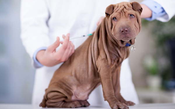 inentingen hond | EURO PREMIUM