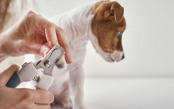 Couper les griffes de son chien | EURO PREMIUM